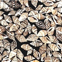 Genuine Mini Natural Sea Shells - Approximately 2800 Pieces