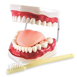 Mouth Model Oral hygiene model
