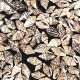 Genuine Mini Natural Sea Shells - Approximately 2800 Pieces