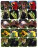 Eureka Rainforest Creatures Theme Stickers (655018)