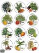 Fruit Trees Stickers
